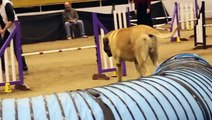 Quand un Mastiff Anglais fait un parcours d'agility... Hilarant !