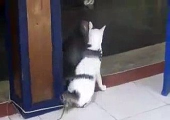 Ek chuma tu mujhko- cat and monkey funny