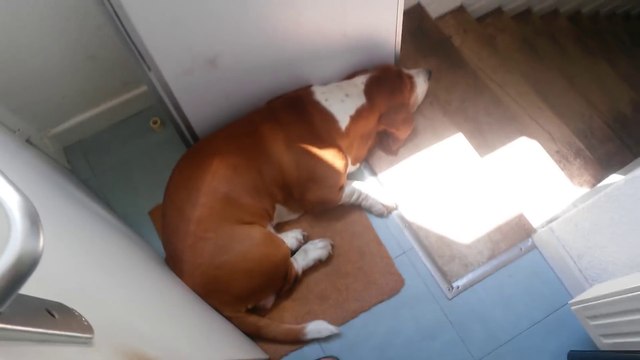 Il se retrouve bloqué dans les toilettes à cause de son chien