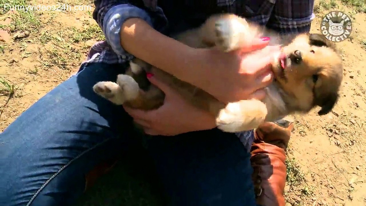 16 Funny Puppies Video Compilation 2016