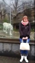 Sibirya Kaplanını Arkasında Gören Kız Altına Sıçtı