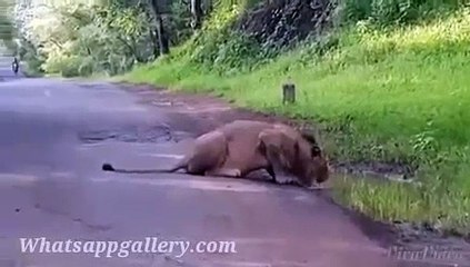 whatsapp latest funny videos real lion in middle of highway in india daytime