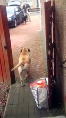 買い物帰りのご主人をワンコがお手伝い - 판도라TV