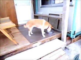 逮捕されたワンコ...キョトン - 판도라TV