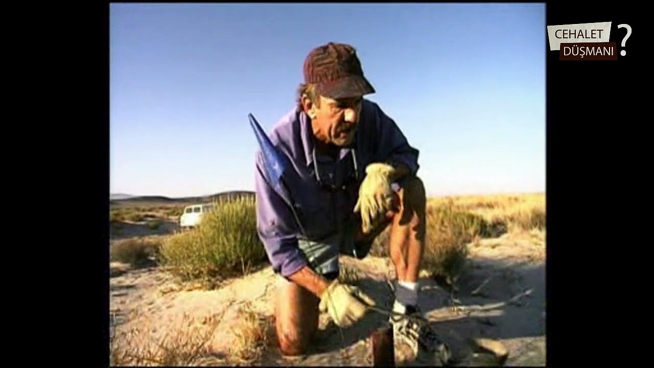 Akrep Yuvası - Scorpions home