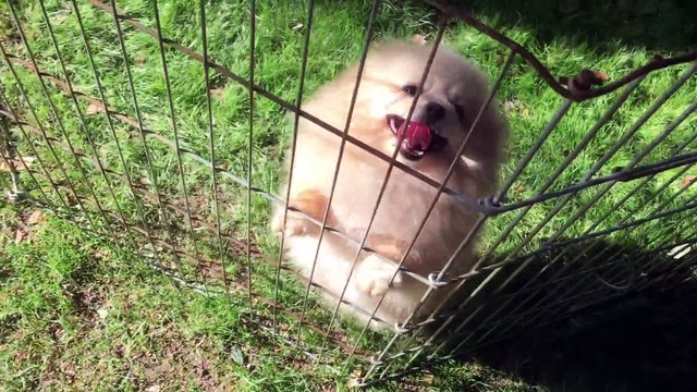 CUTEST PUPPY! Luna The 8 Week Old Pomeranian Puppy !