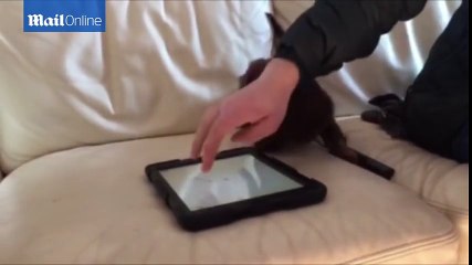 Dachshund puppy jumps up and down on iPad while playing Games for Dogs Daily Mail Online !