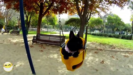 Cute Puppies doing funny stuff !