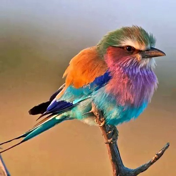 Beautiful birds