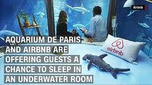 Underwater bedroom lets you sleep with sharks