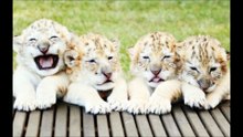 Un lion blanc et une tigresse blanche ont donné naissance à des bébés… Les images sont époustouflantes !