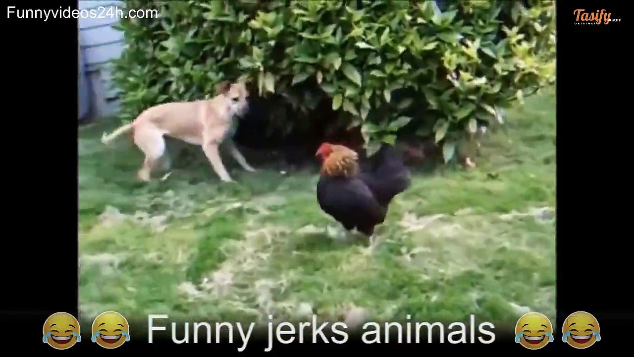 Funny Animals!