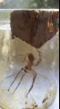 Cette araignée soigne sa jambe cassée avec de la toile