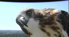 Cet aigle est bien curieux d'une caméra météo aux Etats Unis