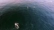 Superbes images de dauphins filmés de Drone