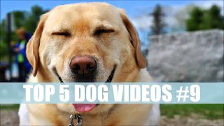 TOP 5 DOG VIDEOS #9