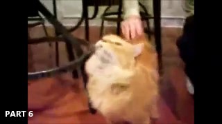 FUNNY CAT VIDEOS PART 6