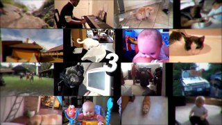 TOP 5 CAT VIDEOS #29