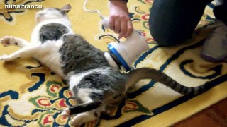 Funny Cats Enjoying Massage Compilation 2014 [NEW].