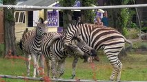 Naughty zebras mess around in their enclosure