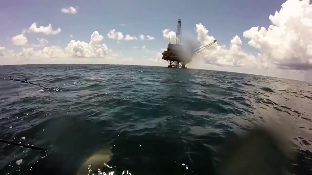 Combat entre un requin tigre et un requin marteau