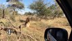 Top five close encounters with lions at Kruger National Park