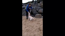 Labrador Puppy Runs Frightened From Seawater
