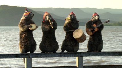 Bel été avec les Marmottes Péruviennes