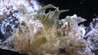 AUSTRALIE SYDNEY Visite d'un aquarium