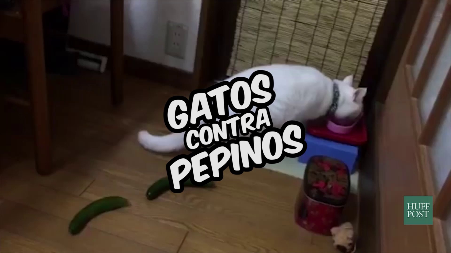 Gatos contra pepinos - Vídeo Dailymotion