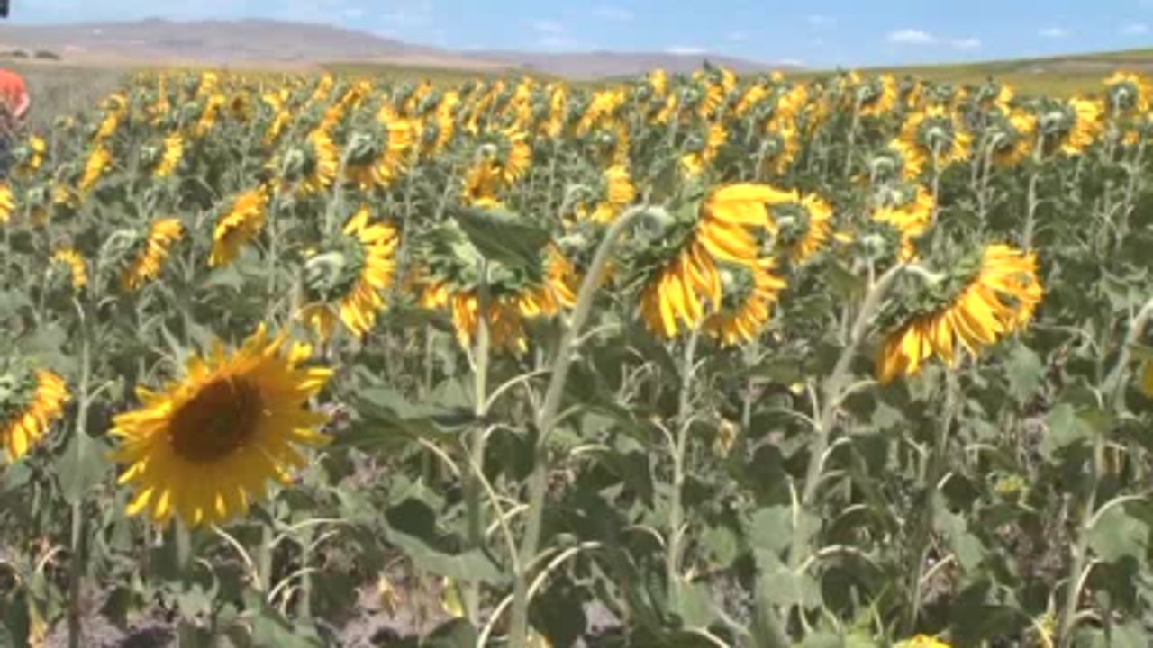 Bulanık Ovası'nda Yağlık ve Çerezlik Ayçiçeği