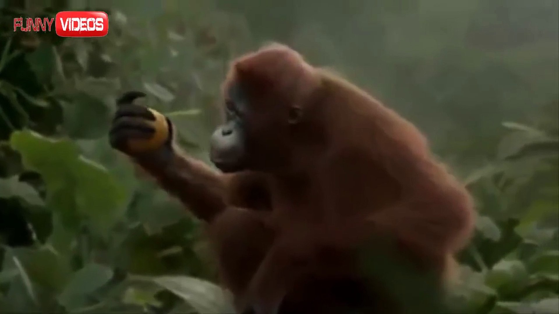 Funny Videos I Like To Move It Monkey Dance LOL xprovideo