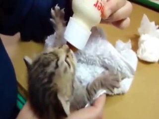 15 Most funny animals on internet