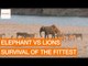Elephant Somehow Manages to Fend Off Lion Attack
