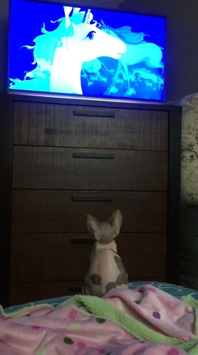 Sphynx Kitten watching tv