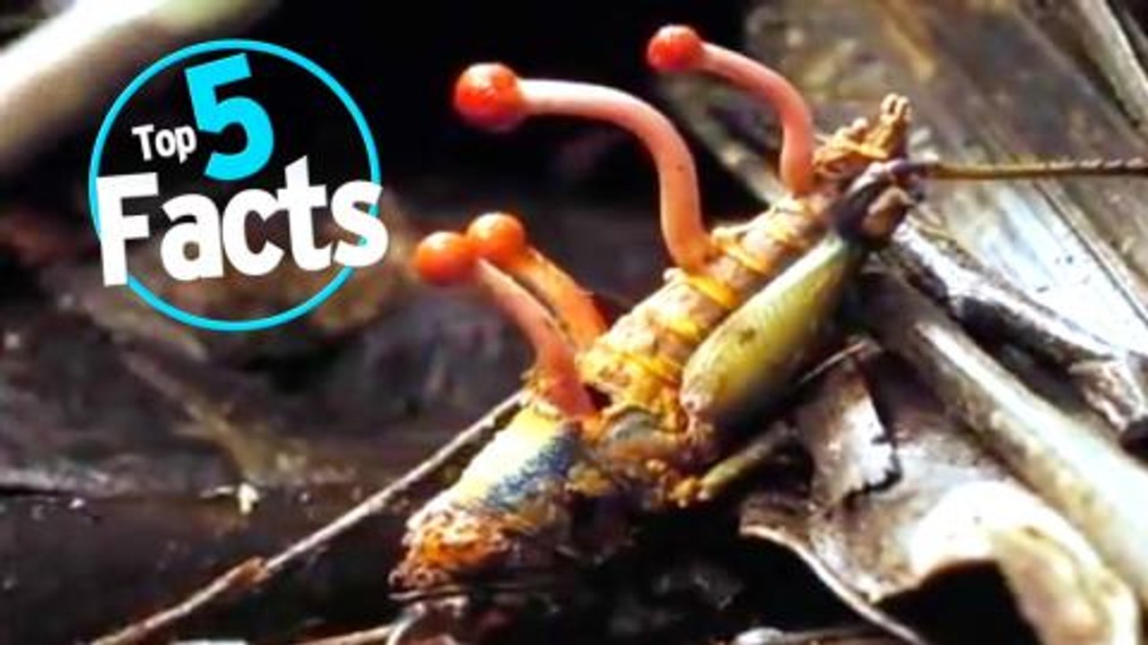 Top 5 Facts about Mushrooms