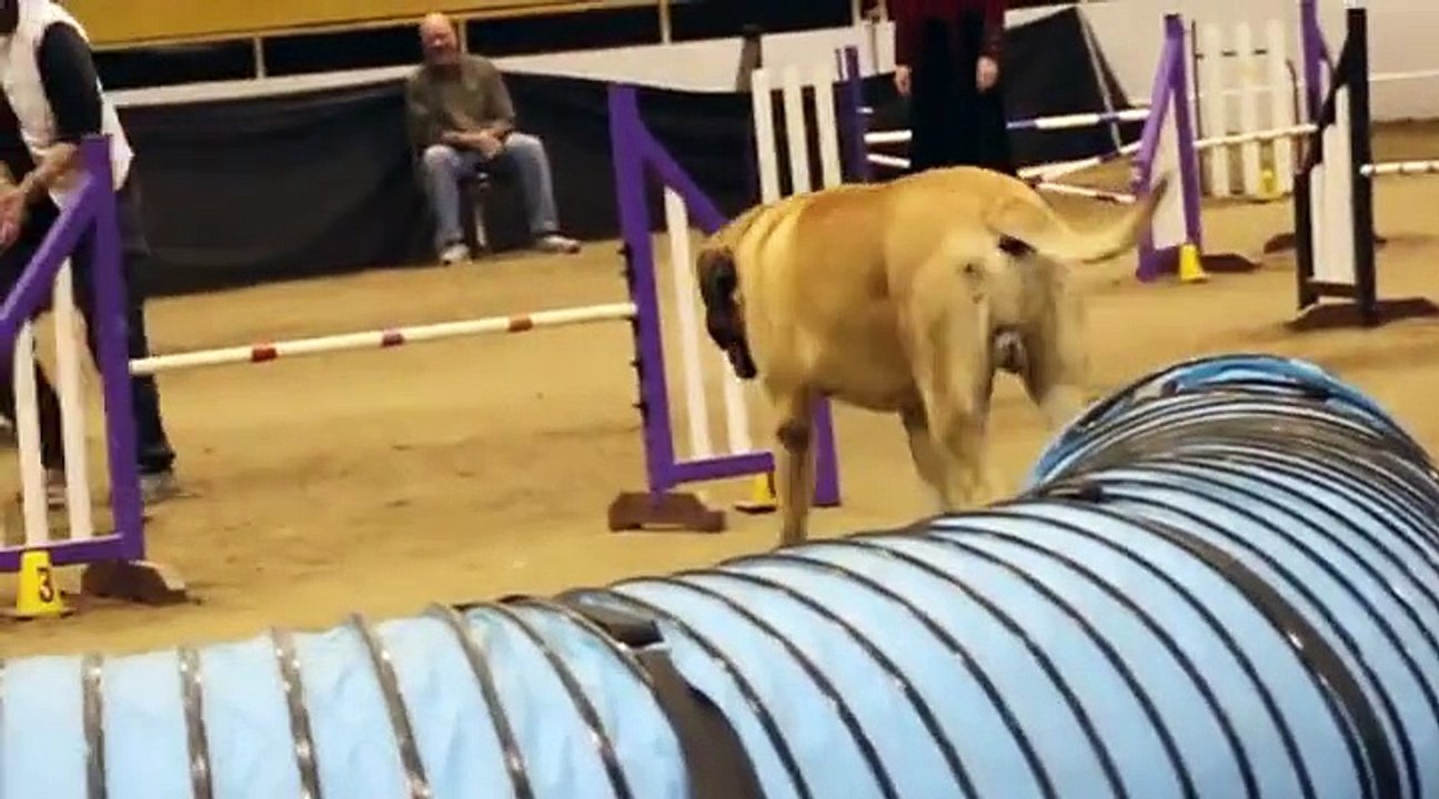 Le parcours d'agility le plus lent du monde avec ce gros Mastiff pas pressé!