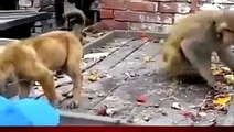 Viral Video of a Monkey Annoying a Dog  Animals Videos Monkey vs dog.