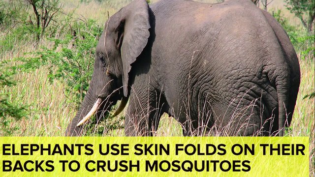 Totally Useless But Awesome Facts You Need To Know