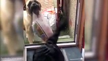 Best trick ever Clever canine carries in owner's food shopping