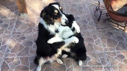 Border Collies Dewey and Blaze embrace in heart-melting hug