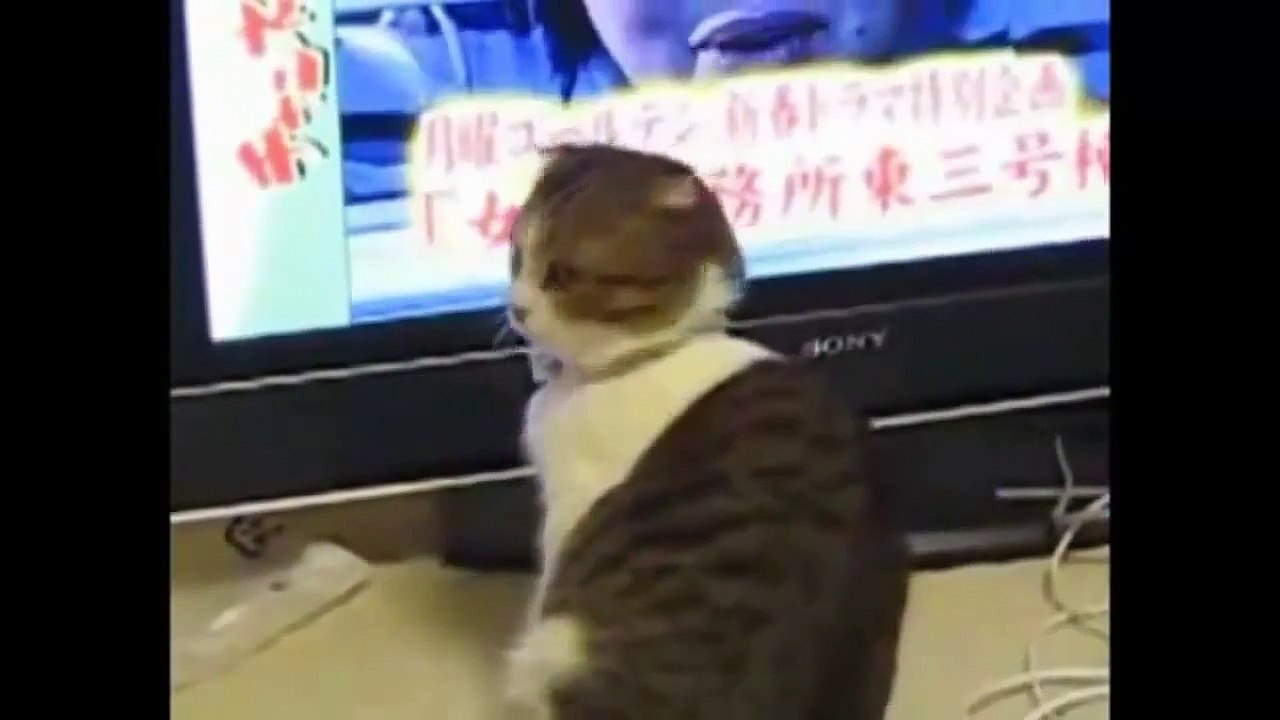 مضحك القطط Komik KEDİ मजेदार बिल्लियां GATOS GRACIOSOS gatos engraçados Funny ਬਿੱਲੀਆ CATS СМЕШНЫЕ 有趣的貓 有趣的猫 گربه های خنده دار FUNNY CATS