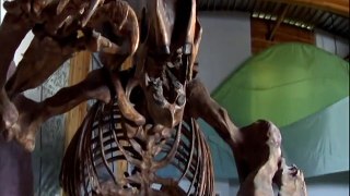 _CAZADORES PREHISTORICOS_ OSO DE CARA CORTA