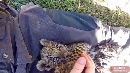 ヒョウですが意外と可愛い (●･ω･)ﾉ - 판도라TV