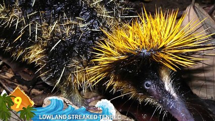 15 Unreal Creatures Explained