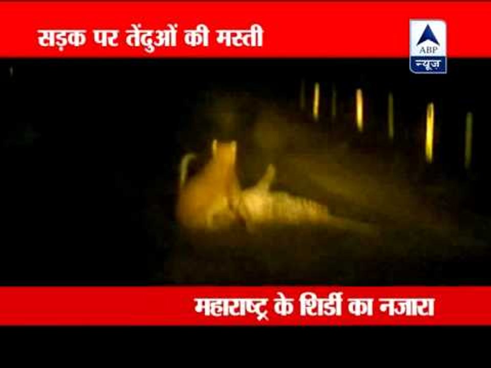 Leopards on road in Shirdi