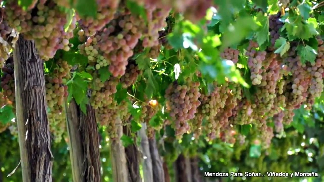 Viñedos y Montaña, Mendoza Para Soñar ARGENTINA