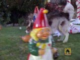 100 Deeds For Eddie McDowd - Season 1 - Episode 20 - A Very Canine Christmas