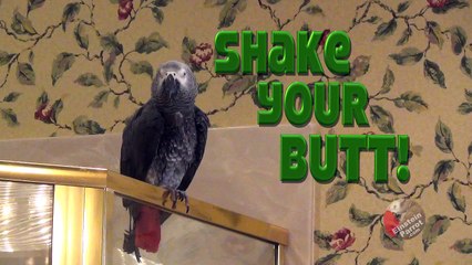 Einstein Parrot "Shake Your Butt!"