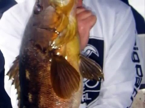 San Diego fishing trips | San Diego sport fishing